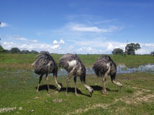 What's the collective noun for emus?